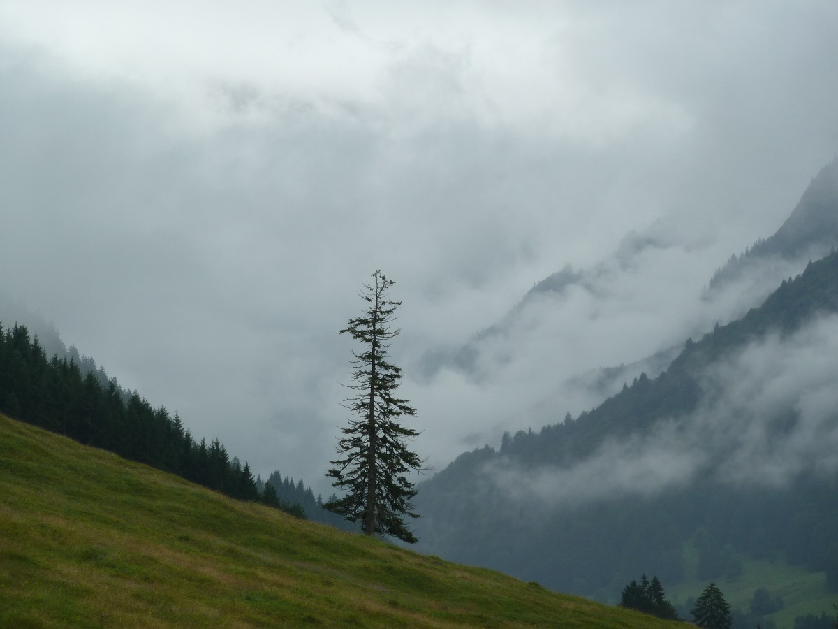 Titelbild zu Regenwetter-Ausflugsziele im Allgäu - Baum hinter der Erdinger Arena mit tief hängenden Regenwolken
