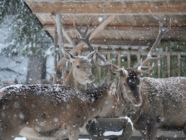 Rotwild bei der winterlichen Wildfütterung in Schwangau-Brunnen