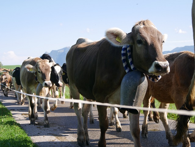 Schumpen mit Schellen beim Viehscheid Bolsterlang