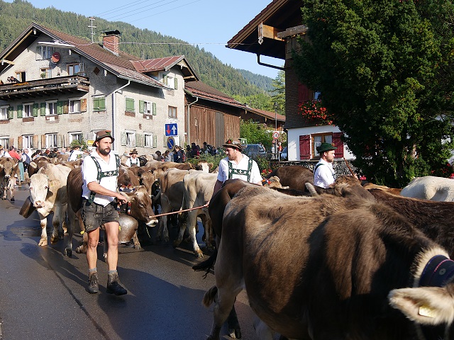 Viehscheid-Herde in Bolsterlang