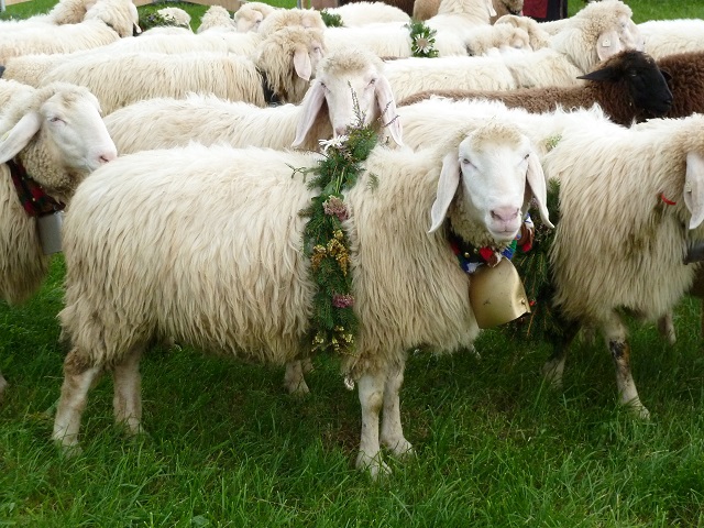 Viehscheid-geschmücktes Schaf