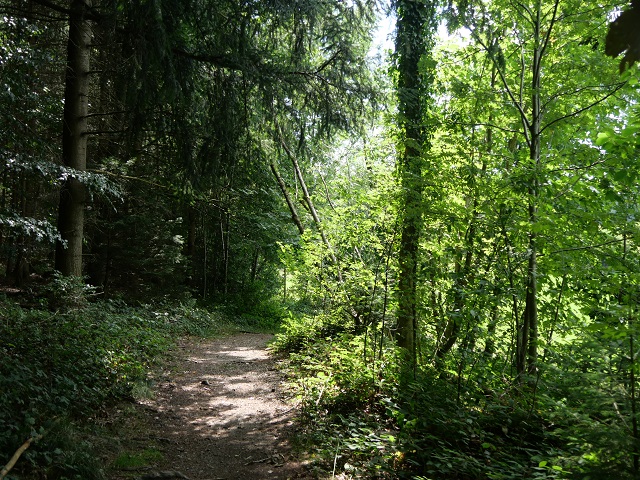 Waldweg bei Bad Grönenbach