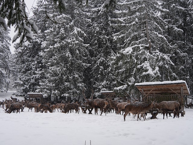 Wildfütterung in Schwangau