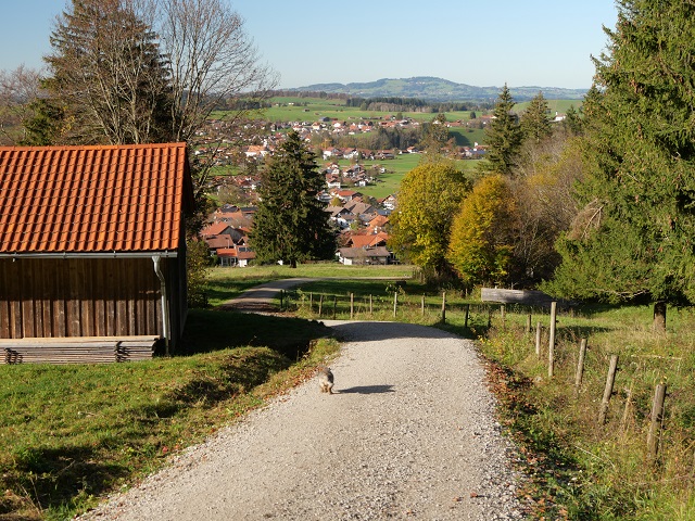 auf dem Rückweg von der Buchenbergalm nach Buching