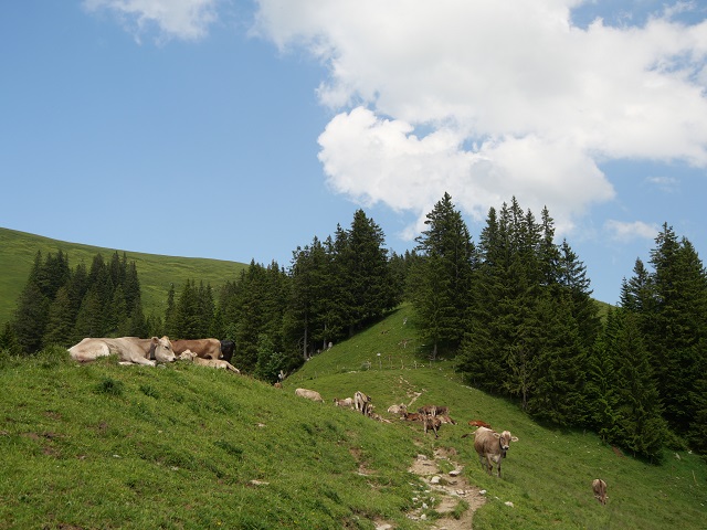 weidende Schumpen am Hirschberg bei Oberjoch